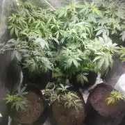 1st run under Lucius 240w quantum board