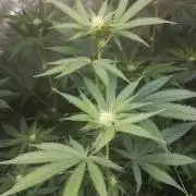 1st run under Lucius 240w quantum board