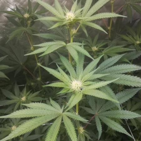 Peanut Butter Breath