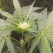 1st run under Lucius 240w quantum board