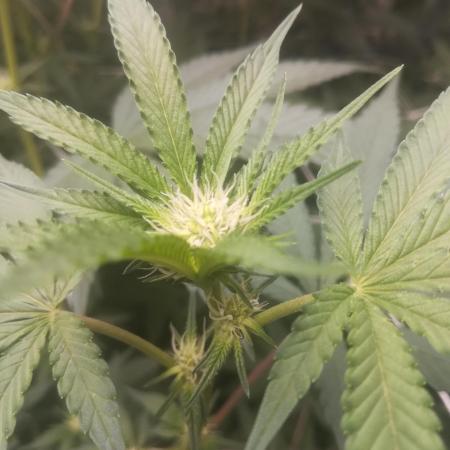 1st run under Lucius 240w quantum board