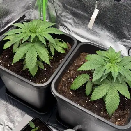 Runtz & Gelato fem. (Zamnesia Seeds)