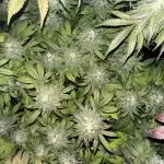 Runtz & Gelato fem. (Zamnesia Seeds)
