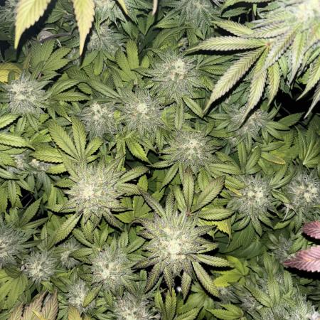 Runtz & Gelato fem. (Zamnesia Seeds)