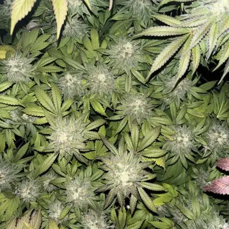 Runtz & Gelato fem. (Zamnesia Seeds)