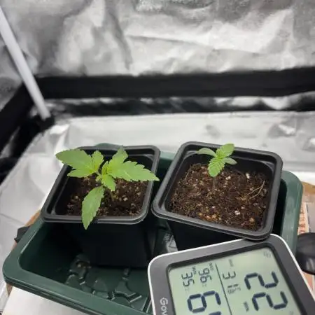 Runtz & Gelato fem. (Zamnesia Seeds)