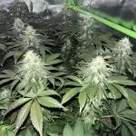Runtz & Gelato fem. (Zamnesia Seeds)