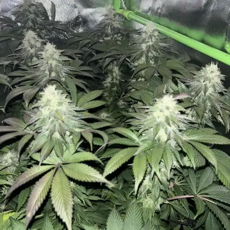 Runtz & Gelato fem. (Zamnesia Seeds)