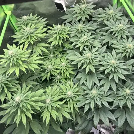 Runtz & Gelato fem. (Zamnesia Seeds)