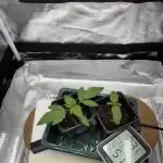Runtz & Gelato fem. (Zamnesia Seeds)