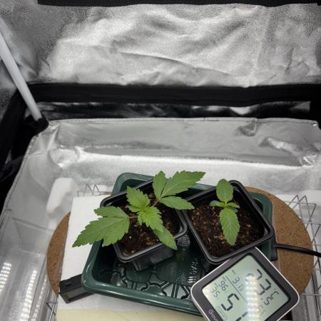 Runtz & Gelato fem. (Zamnesia Seeds)