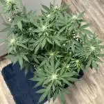 1st attempt at Clones