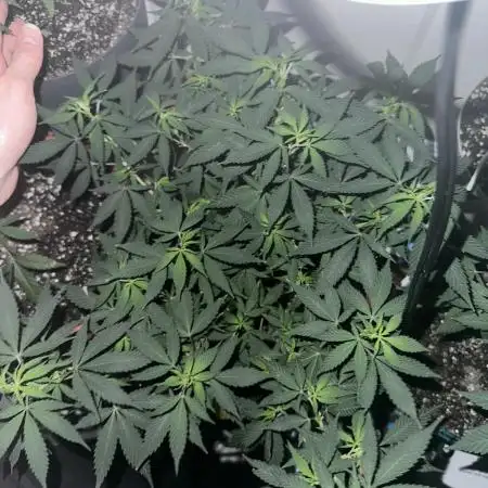 1st attempt at Clones
