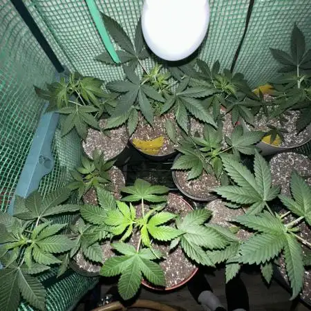 Yay! more bag seeds