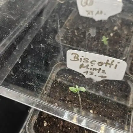Biscotti Minz