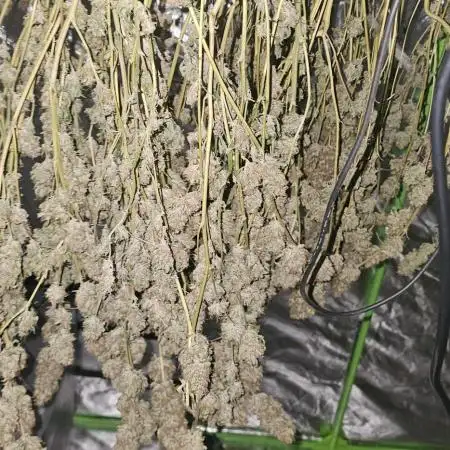 TPB DAY 6 Purpel Lemoned