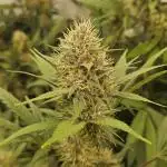 TPB DAY 6 Purpel Lemoned