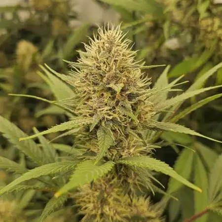TPB DAY 6 Purpel Lemoned