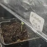 Mimosa evo