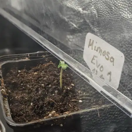 Mimosa evo