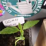 Zamnesia GG #4