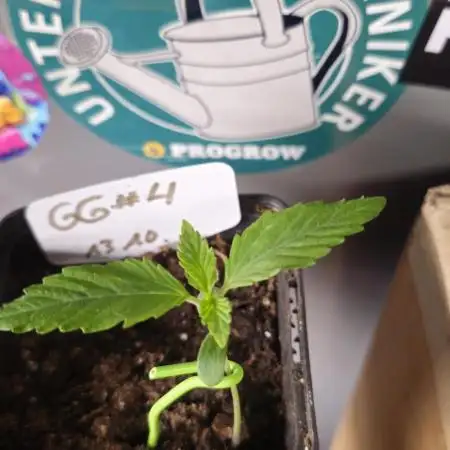 Zamnesia GG #4