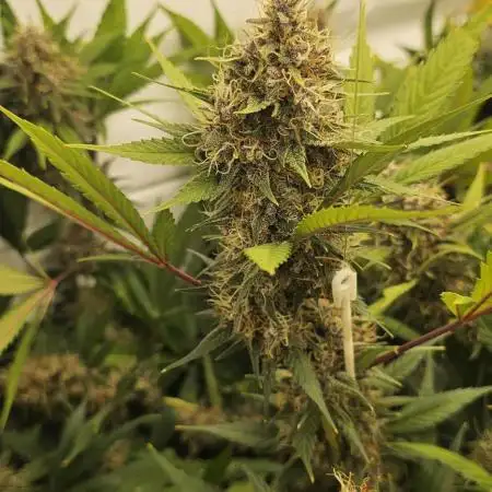 TPB DAY 6 Purpel Lemoned