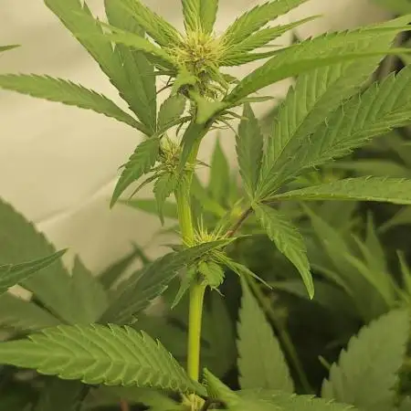 TPB DAY 6 Purpel Lemoned