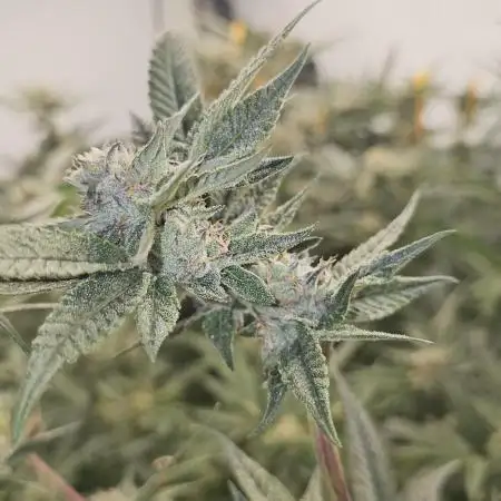 Lemon cherry Gelato