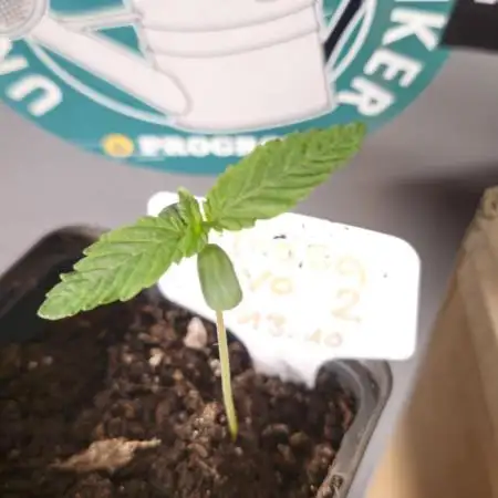 Mimosa evo