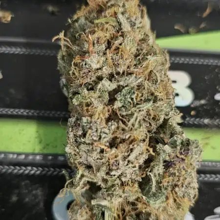 TPB DAY 6 Purpel Lemoned