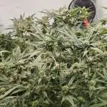 Lemon cherry Gelato