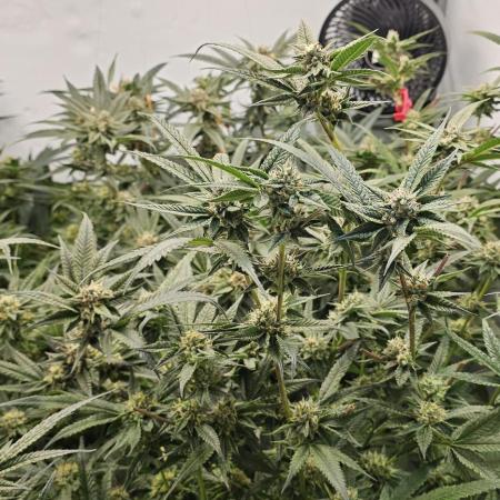 Lemon cherry Gelato