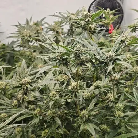 Lemon cherry Gelato