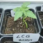 Lemon cherry Gelato
