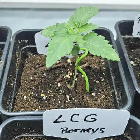 Lemon cherry Gelato