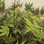 TPB DAY 6 Purpel Lemoned
