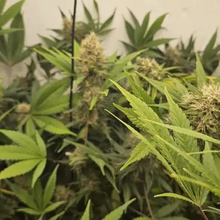 TPB DAY 6 Purpel Lemoned