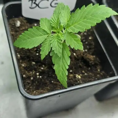 Black Cherry Gusher Barneys