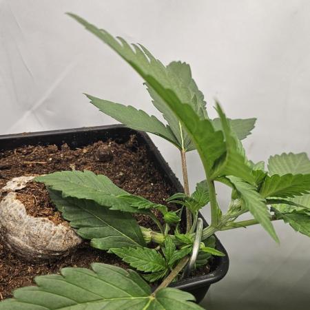 TPB DAY 6 Purpel Lemoned