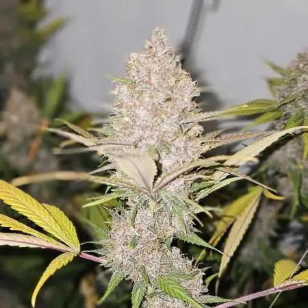TPB DAY 6 Purpel Lemoned