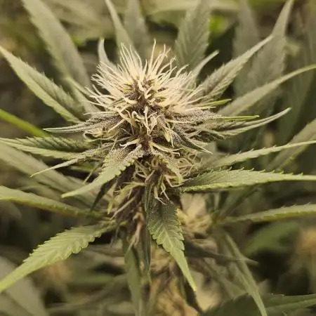 TPB DAY 6 Purpel Lemoned