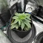 2. Grow - Gelato 44 / Alien OG