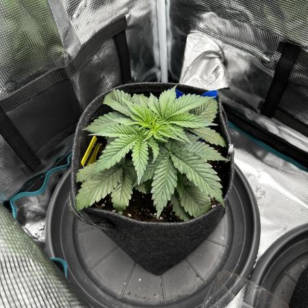 2. Grow - Gelato 44 / Alien OG