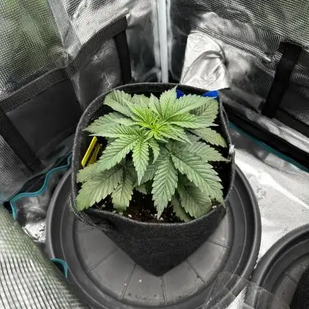 2. Grow - Gelato 44 / Alien OG