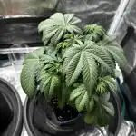 2. Grow - Gelato 44 / Alien OG