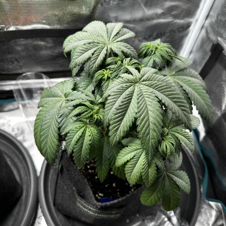 2. Grow - Gelato 44 / Alien OG