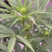 Tropicanna Poison F1 Fast Flowering