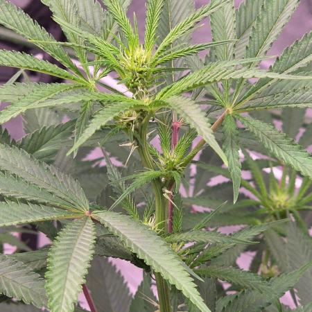 Tropicanna Poison F1 Fast Flowering