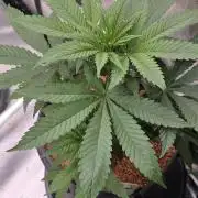 Amnesia Haze (B) Ganja Farmer
